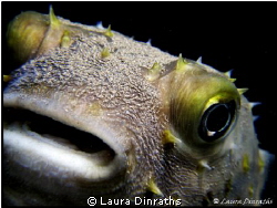 Close up of a Yellowspotted burrfish inside an amphora @ ... by Laura Dinraths 